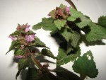 DSC02728.JPG