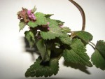 DSC02730.JPG