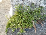 peut_etre_ceraiste_agglomeree2 - Copie.JPG
