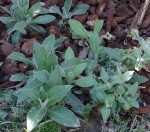 plante inconnue