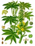 Ricinus_communis_-_Köhler–s_Medizinal-Pflanzen-257.jpg