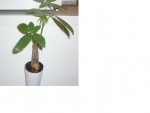 plante2.JPG
