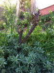 IMG_3931.jpeg