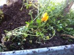 IMG_3933.jpeg