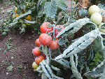 Second pied : Les tomates sont toutes rouges et non striées de jaune ( elles sont mures )