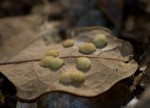 Neuroterus_quercusbaccarum-Cynips_des_galles_lenticulaire_du_chene_36559-Min.jpg