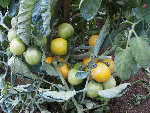 Troisième pied : les tomates sont toutes jaunes ( elles sont mures )