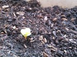 IMG_3991.jpeg