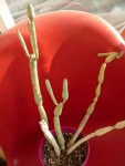 plante grasse inconnue.jpg