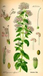 342px-Illustration_Origanum_vulgare0.jpg