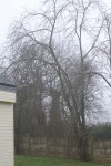 IMG_0464.jpg
