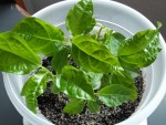 passiflore &quot; eludis &quot; , onze font ds feuilles