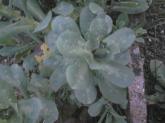 fleure a identifier