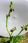 J'ai placé un fond blanc derrière la plante afin de la faire ressortir du vert de l'herbe.
