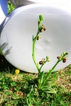 fleur pelouse.JPG