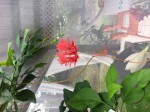 Excusez le cafouillage du jardinier novice ...