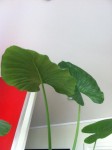 plante.jpg