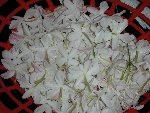 le jasmin de notre jardin