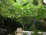Vigne Marronnier
