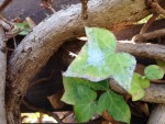 IMG_3593.jpeg