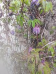 fleur2.jpg