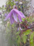 fleur1.jpg