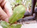 SP_A0851.jpg