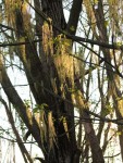 IMG_7924.JPG