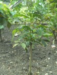 pleine terre 2012.JPG