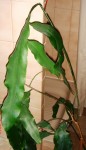 plante bizarre 002.JPG