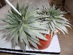 plante.jpg