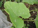 oidium sur potimarron