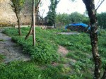 Coin potager août 2013.jpg