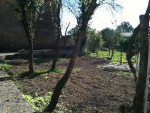 Coin potager novembre 2013.jpg