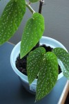 begonia bambou