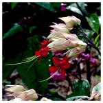 fleur 1.jpg
