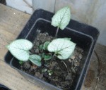 Plante Mimi.jpg