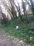 sous-bois compresser.jpg