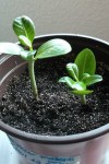 pachypodium lamerei