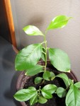 pepins de citron