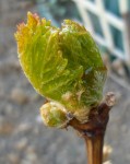 pied de vigne.jpg