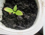 IMG_0510 copier2.jpg