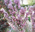 fleur rose 2.jpg