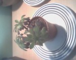 plante 1 vue de haut.jpeg