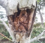 une branche principale