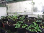 plantes 001.JPG