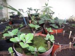 plantes 002.JPG