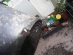 ici on voit déjà une racine, je rempote ensuite individuellement