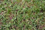 mauvaises herbes 002.jpg