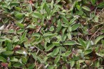 mauvaises herbes 003.jpg